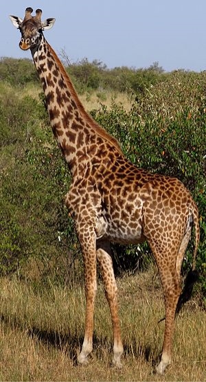 Картинки по запросу жираф